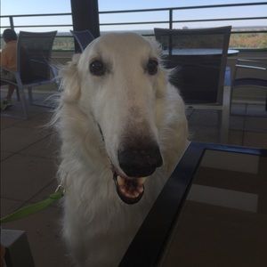 Meet your Posher, Boudecca